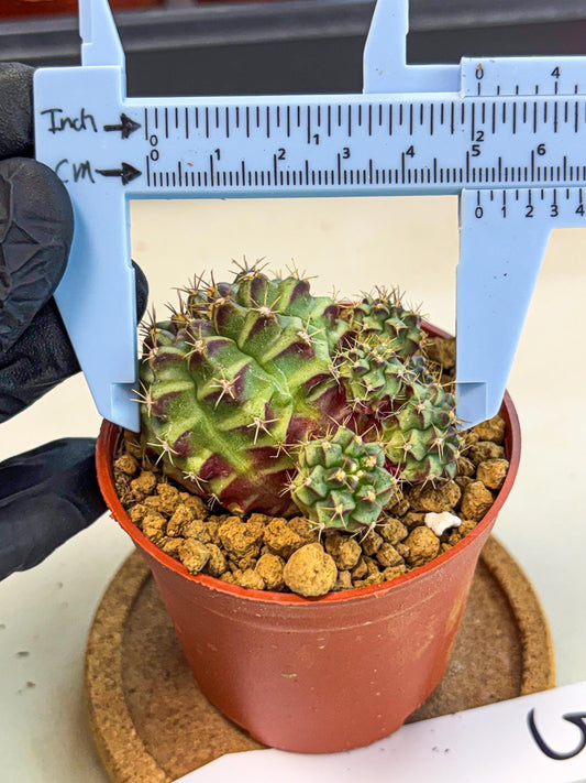 Gymnocalycium Sweet Green (gy8) (p5) | Variegated cactus