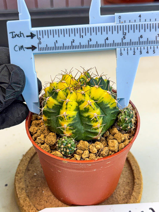 Gymnocalycium Sunflower (gy8) (r3) | Variegated cactus