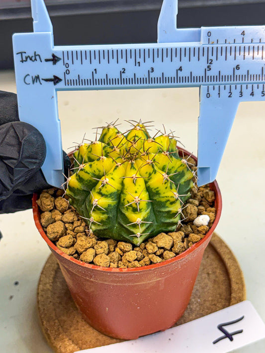 Gymnocalycium Sunflower (gy8) (r4) | Variegated cactus