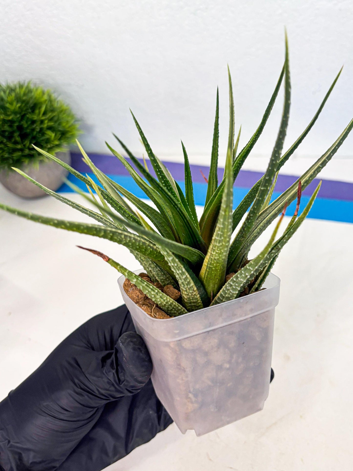 Haworthia Aura (wa2) (p1) | Rare Succulent