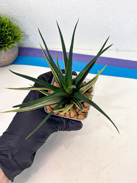 Haworthia Aura (wa2) (p2) | Rare Succulent