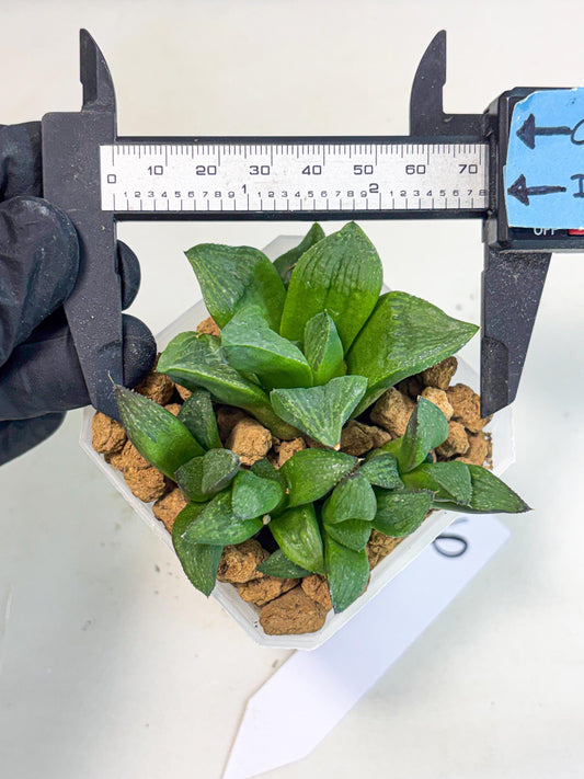 Haworthia Stabilo (wa2) (p6) | Rare Succulent