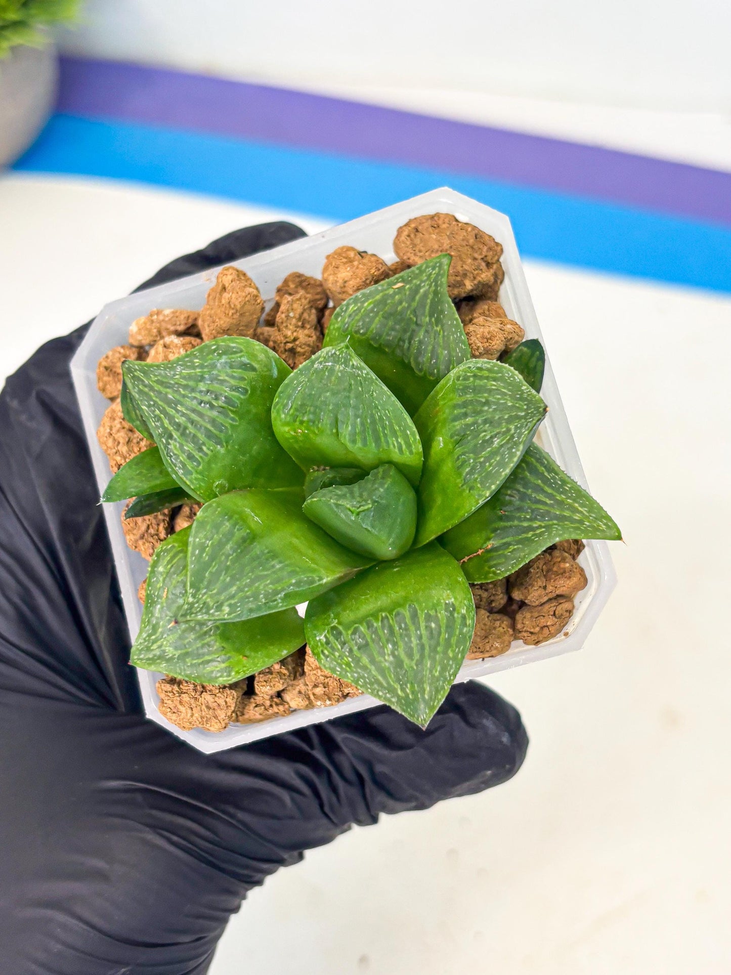 Haworthia Stabilo (wa2) (b1) | Rare Succulent
