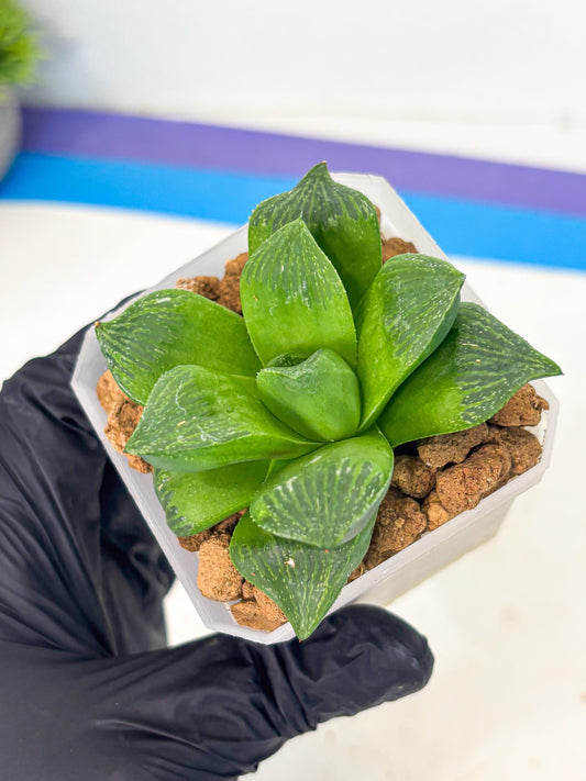 Haworthia Stabilo (wa2) (b3) | Rare Succulent