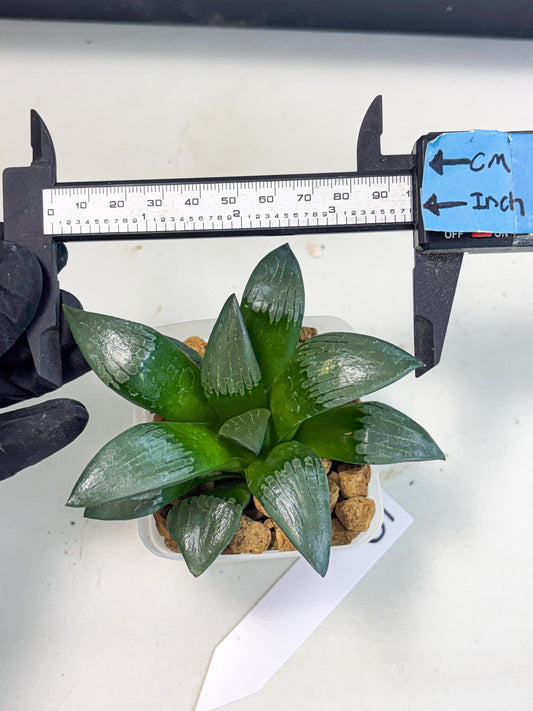 Haworthia Aboukyuu (wa2) (b5) | Rare Succulent