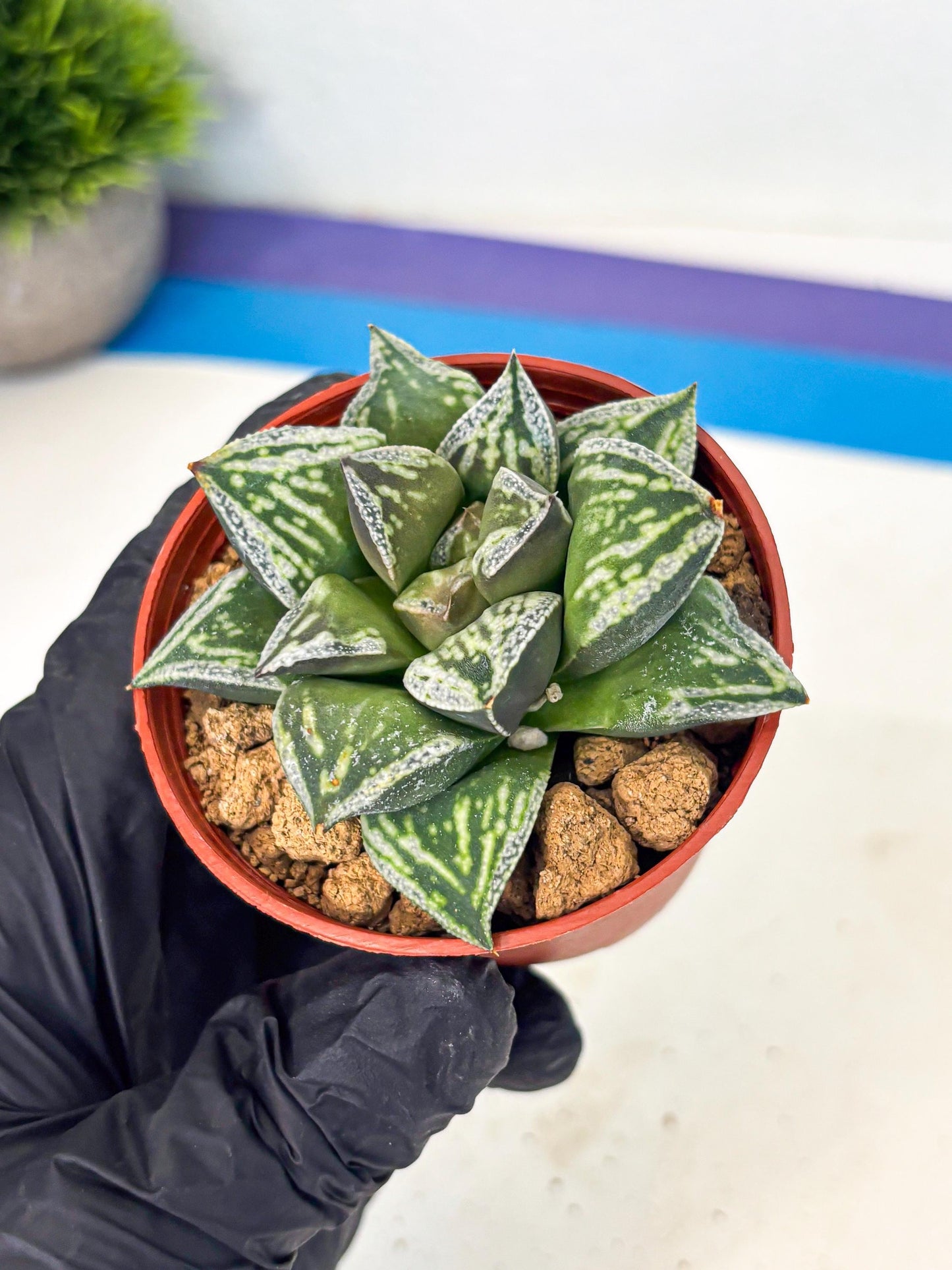 Haworthia Dojakudai Cobbledon (wa2) (r6) | Rare Succulent