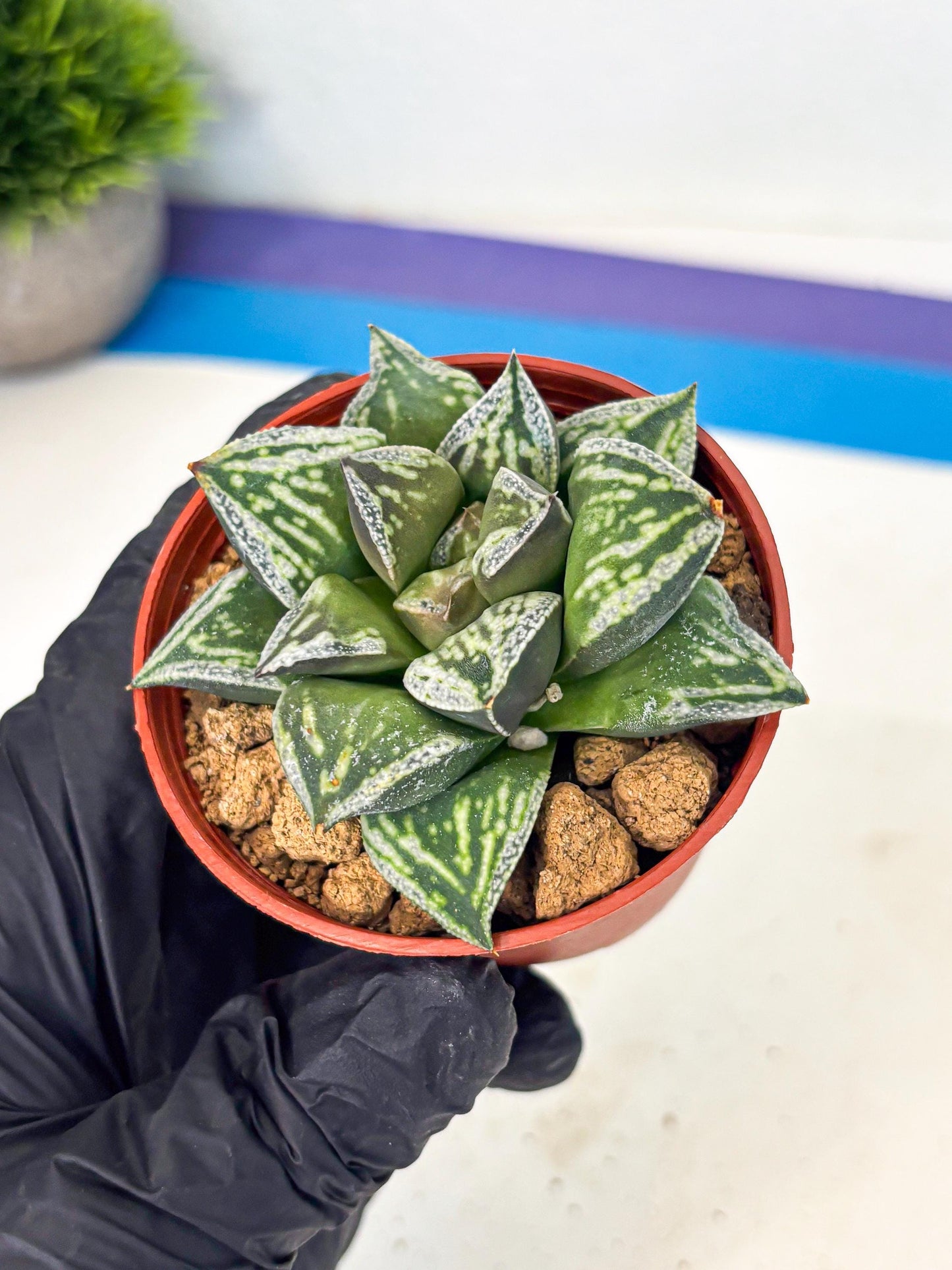 Haworthia Dojakudai Cobbledon (wa2) (r6) | Rare Succulent