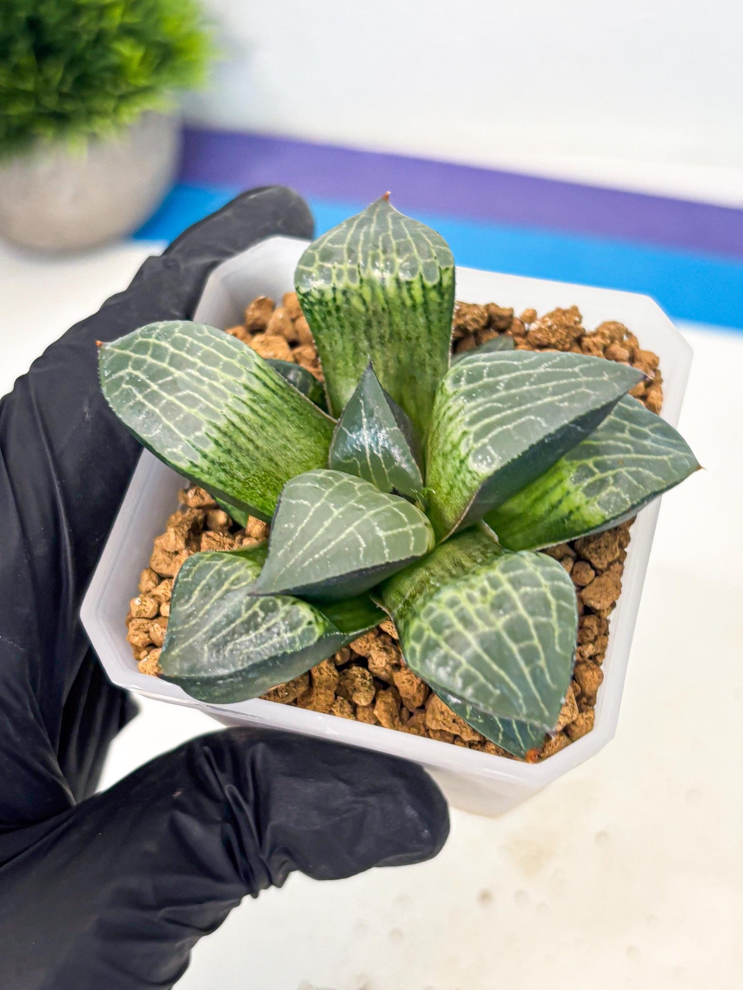Haworthia Boli Kang (wa3) (b2) | Hong Kong Rare Species