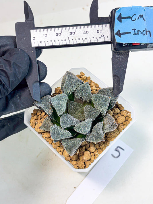 Haworthia Juweicheng (wa3) (b5) | Hong Kong Rare Species