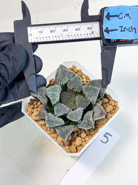 Haworthia Juweicheng (wa3) (b5) | Hong Kong Rare Species