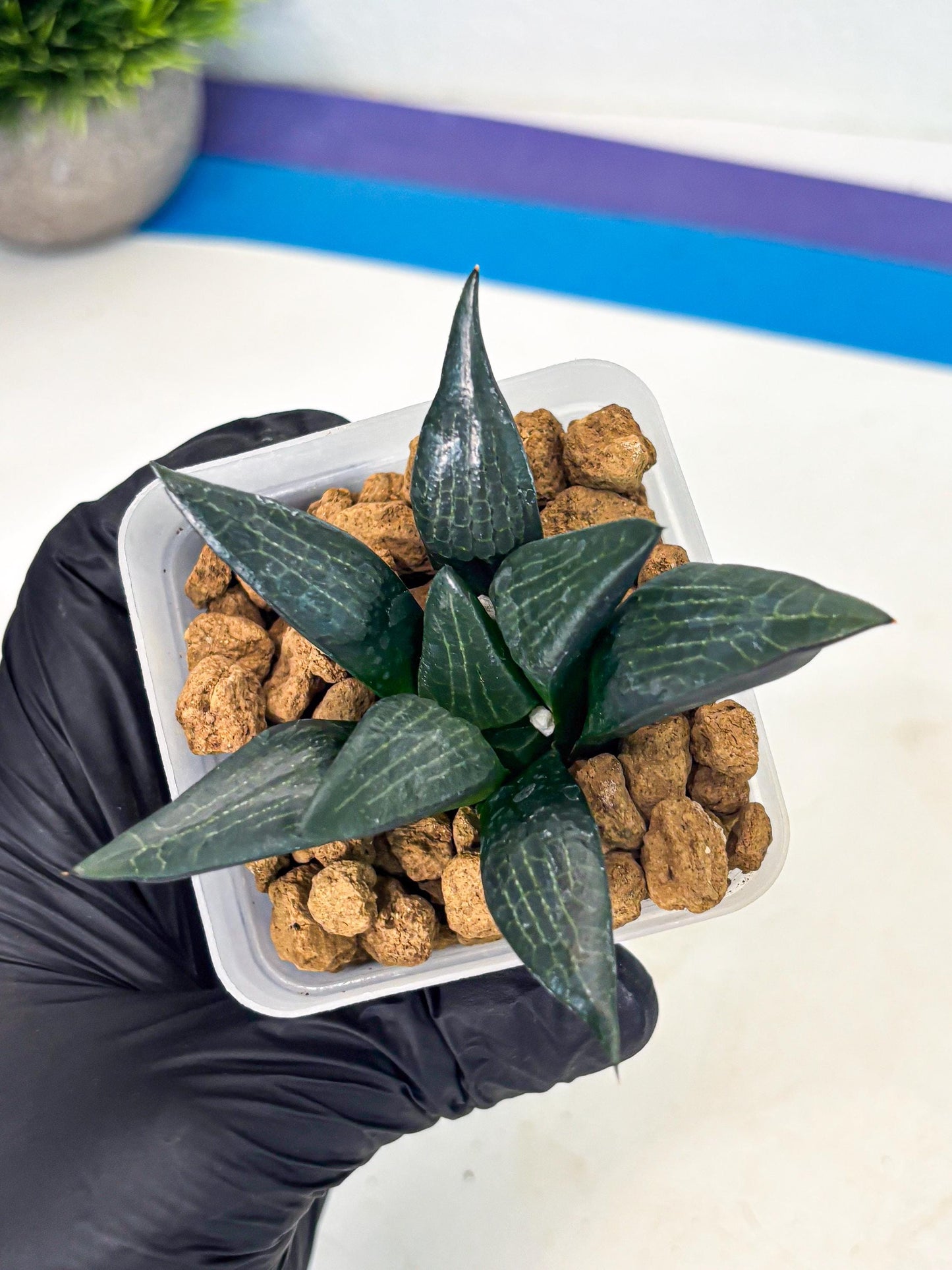 Haworthia Child Princess (wa3) (g4) | Hong Kong Rare Species