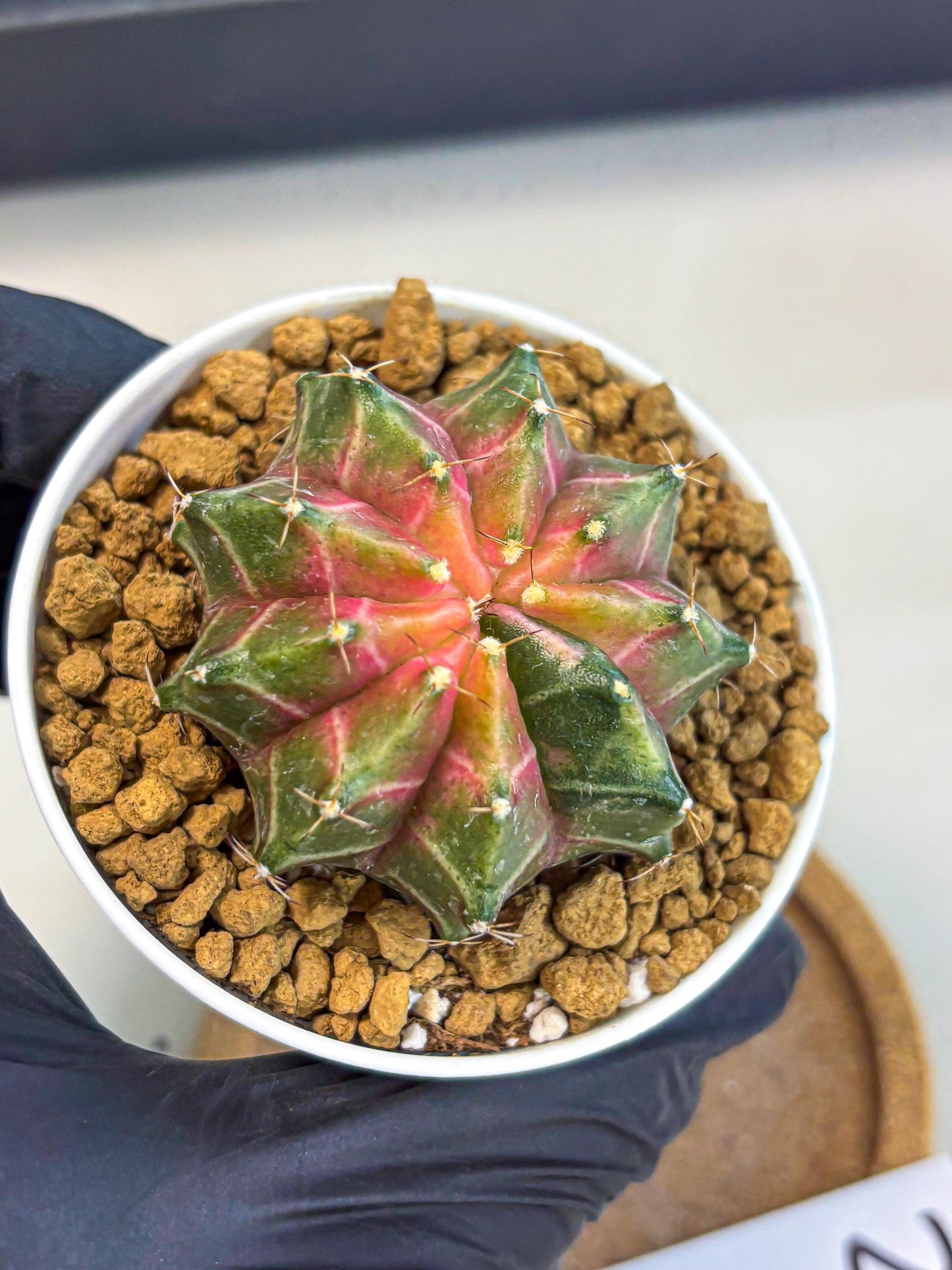 Gymnocalycium Neon (gy13) (p2) | Rare Cactus