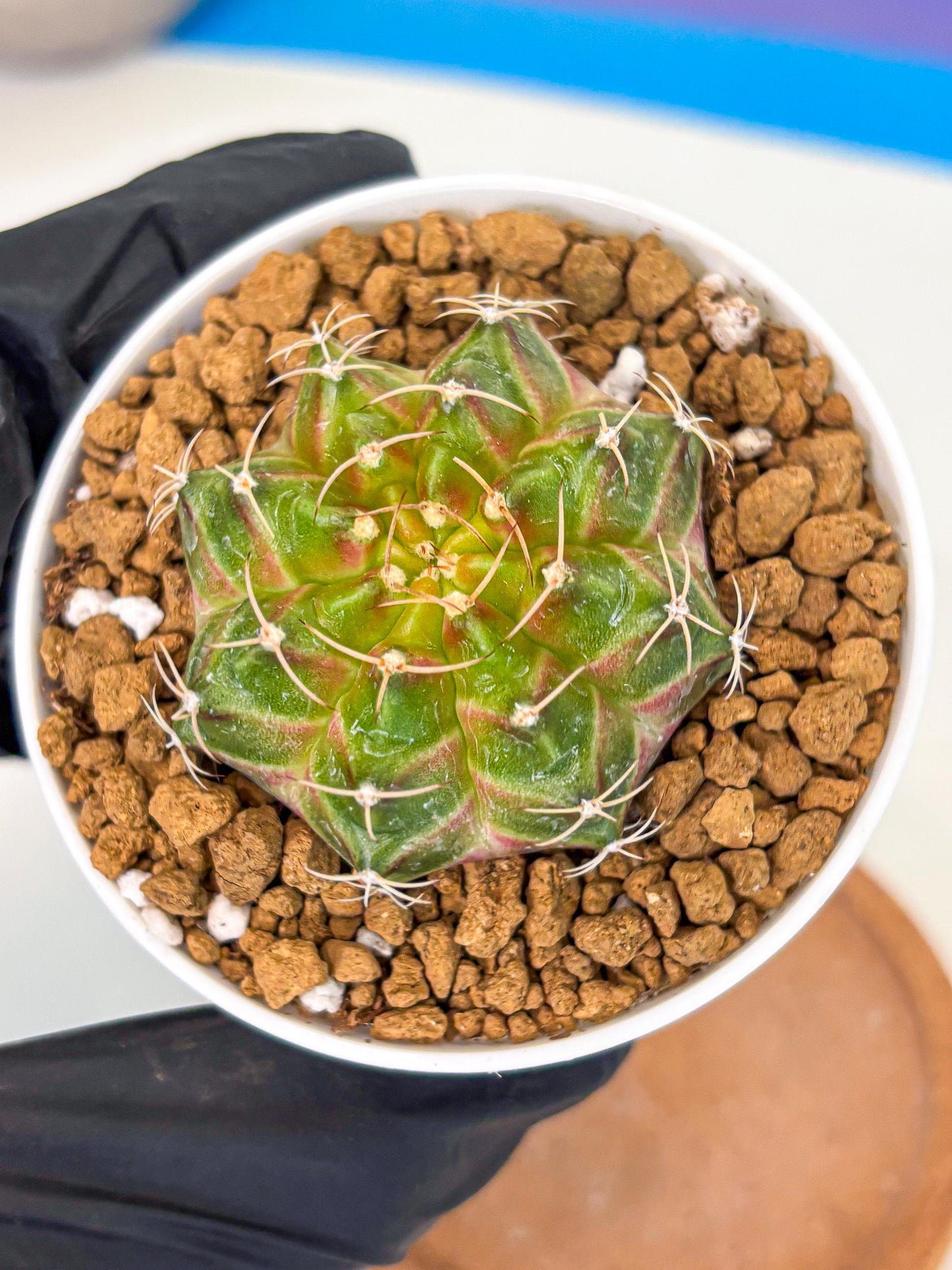Gymnocalycium Neon (gy13) (p3) | Rare Cactus