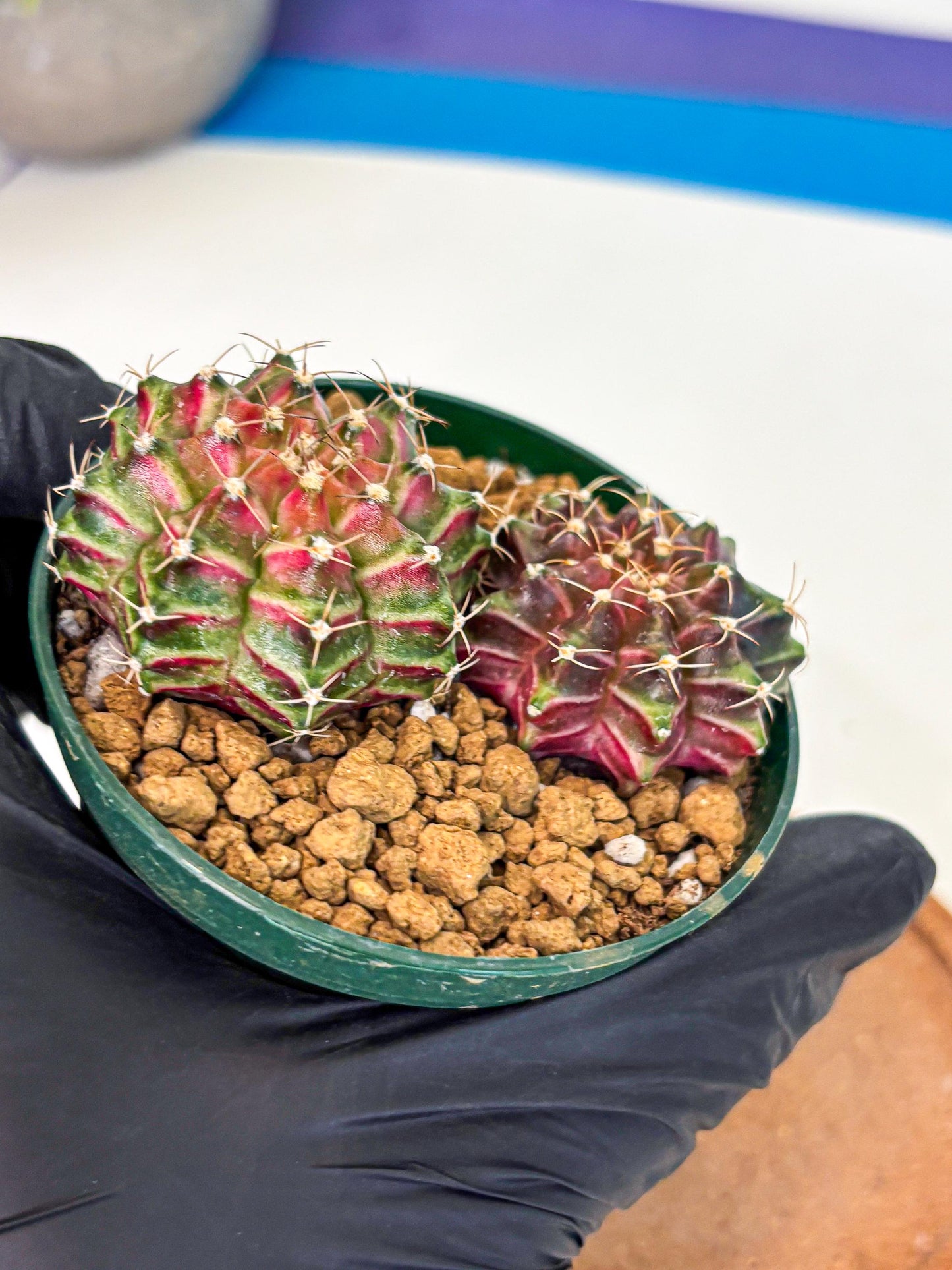 Gymnocalycium Neon (gy13) (p6) | Rare Cactus