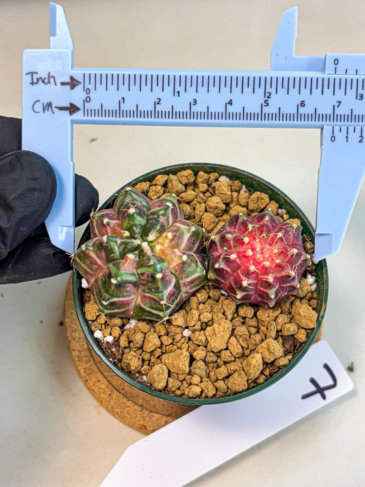 Gymnocalycium Neon (gy13) (p7) | Rare Cactus