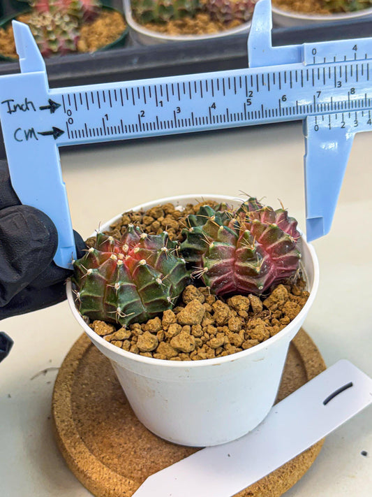 Gymnocalycium Neon (gy13) (g1) | Rare Cactus