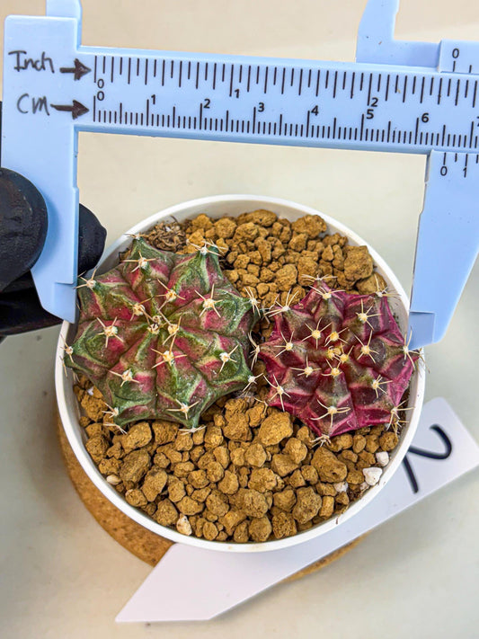 Gymnocalycium Neon (gy13) (g2) | Rare Cactus