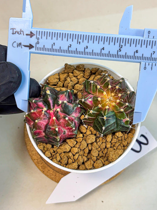 Gymnocalycium Neon (gy13) (g3) | Rare Cactus