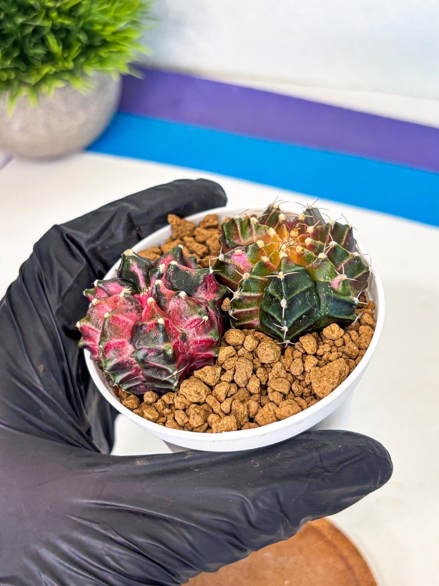 Gymnocalycium Neon (gy13) (g3) | Rare Cactus