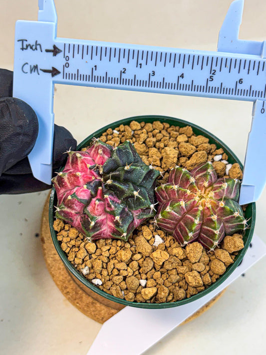 Gymnocalycium Neon (gy13) (g5) | Rare Cactus