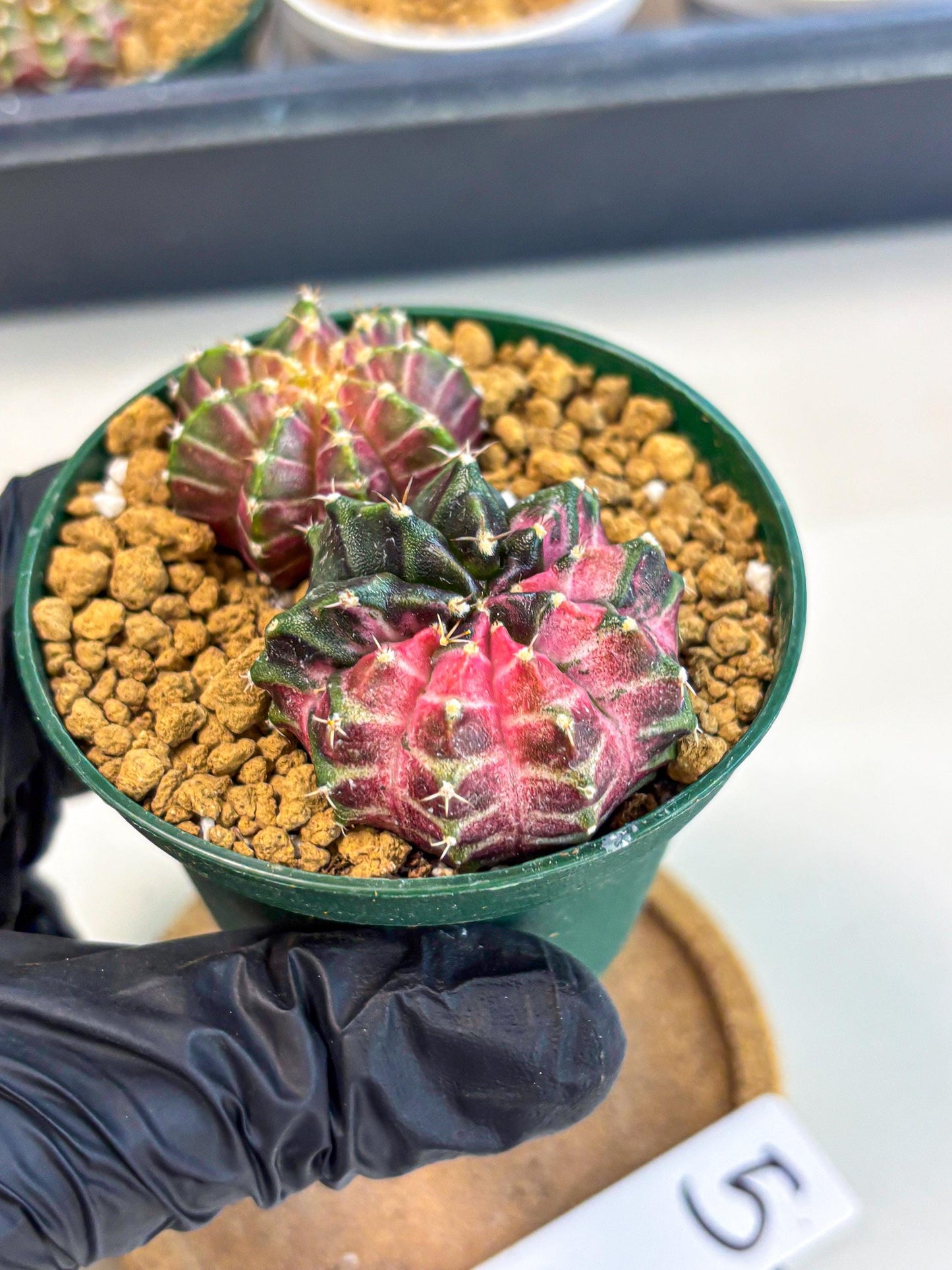 Gymnocalycium Neon (gy13) (g5) | Rare Cactus