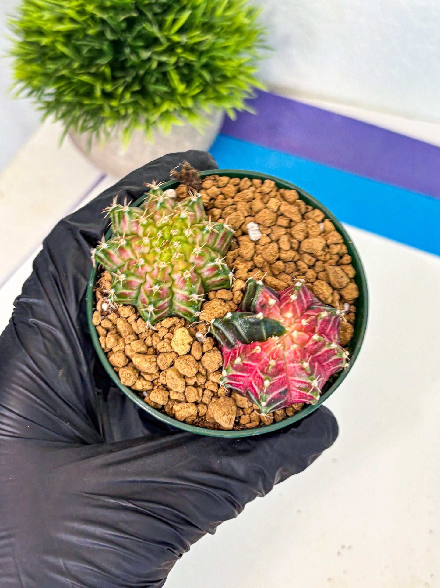 Gymnocalycium Neon (gy13) (g6) | Rare Cactus