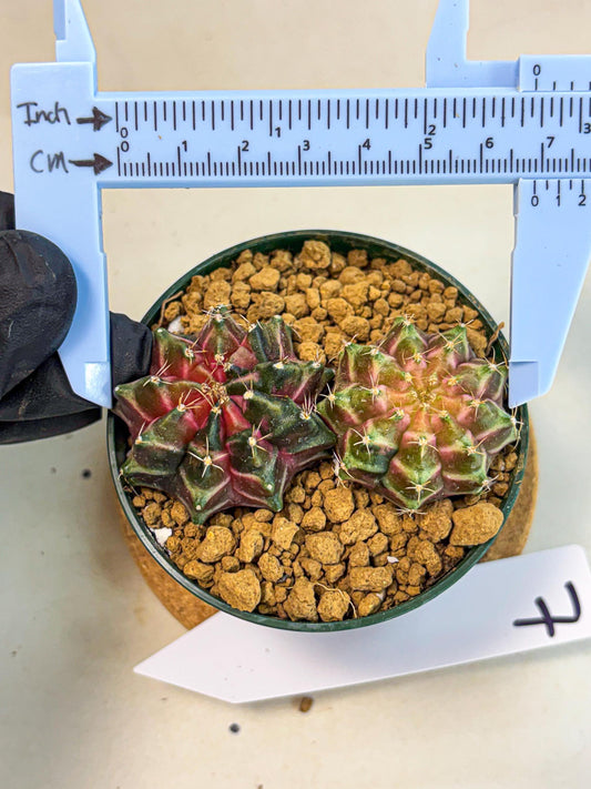 Gymnocalycium Neon (gy13) (g7) | Rare Cactus