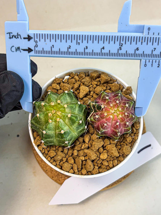 Gymnocalycium Neon (gy13) (y1) | Rare Cactus