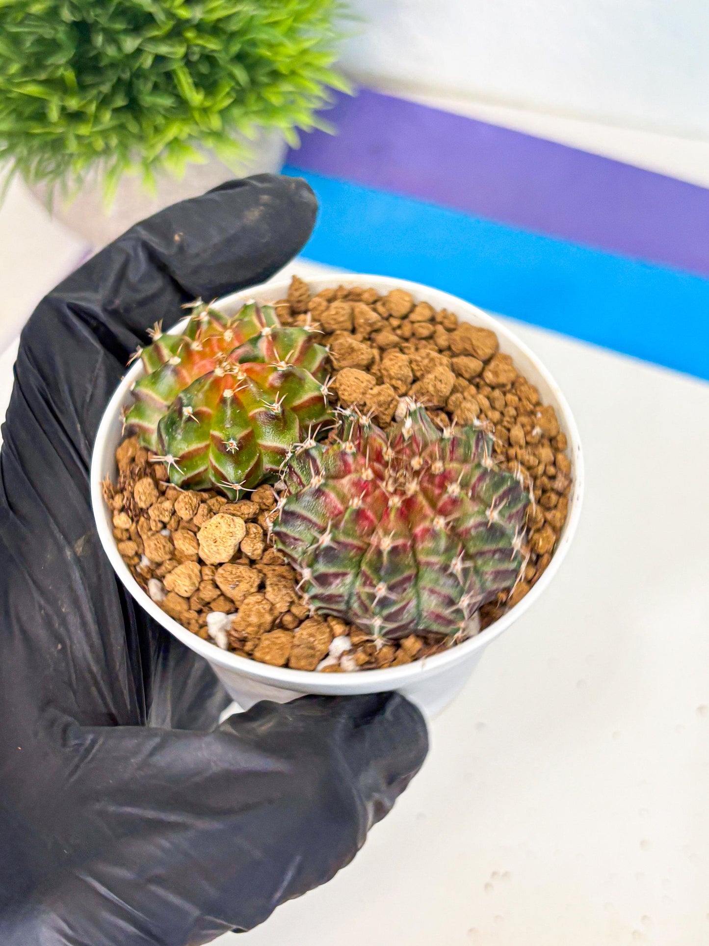 Gymnocalycium Neon (gy13) (y2) | Rare Cactus