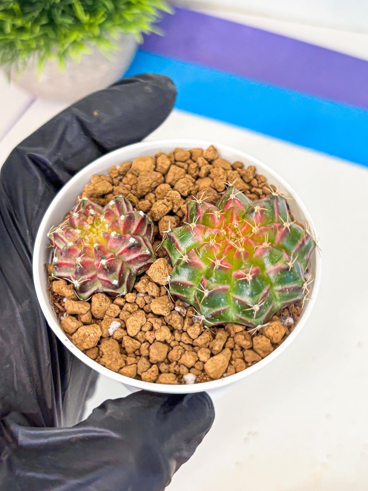Gymnocalycium Neon (gy13) (y3) | Rare Cactus