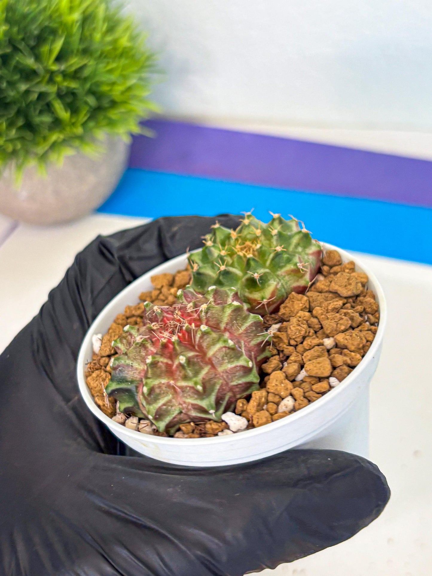 Gymnocalycium Neon (gy13) (y5) | Rare Cactus