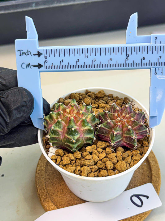 Gymnocalycium Neon (gy13) (y6) | Rare Cactus