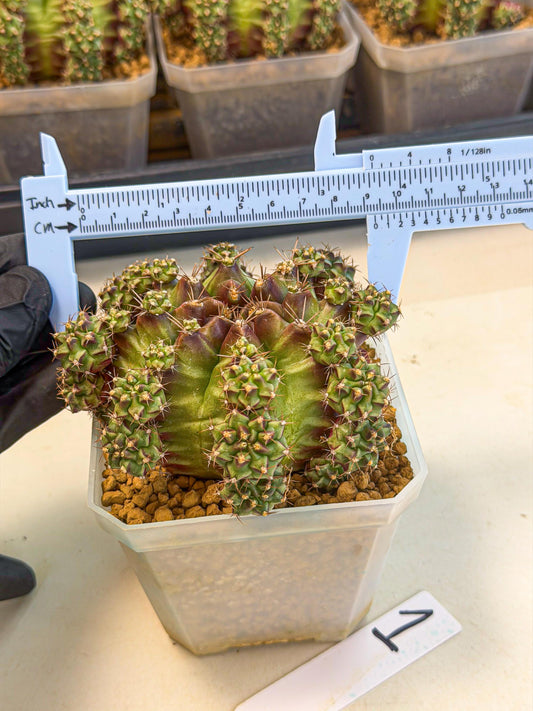 Gymnocalycium Sweet Green (#1) | Variegated cactus