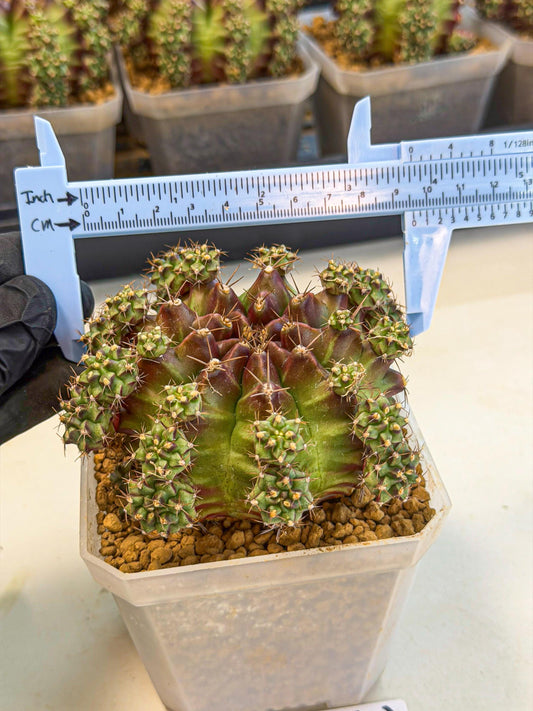 Gymnocalycium Sweet Green (#2) | Variegated cactus