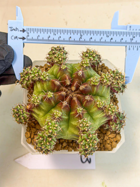Gymnocalycium Sweet Green (#3) | Variegated cactus