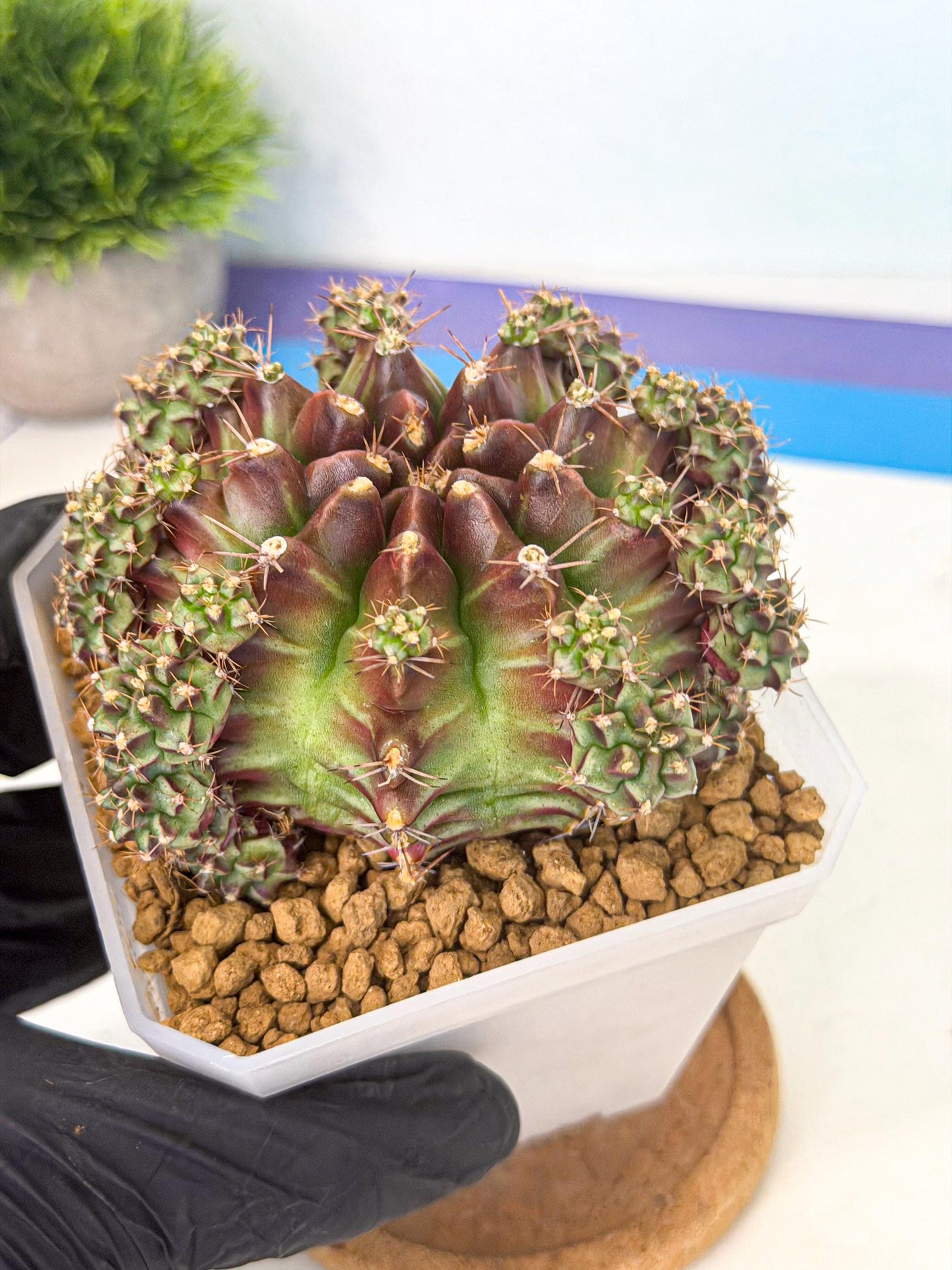 Gymnocalycium Sweet Green (#5) | Variegated cactus