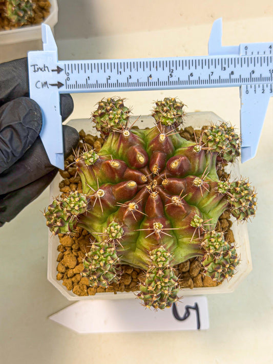 Gymnocalycium Sweet Green (#5) | Variegated cactus