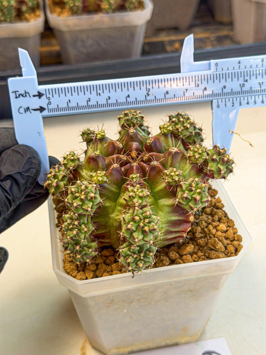 Gymnocalycium Sweet Green (#6) | Variegated cactus