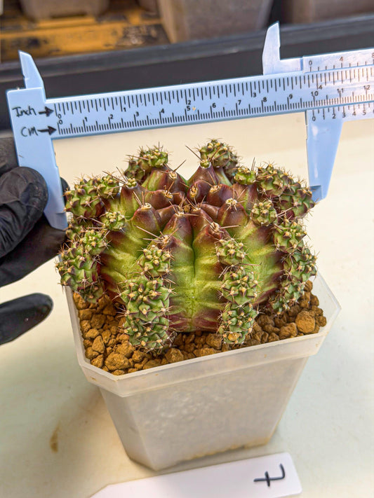 Gymnocalycium Sweet Green (#7) | Variegated cactus