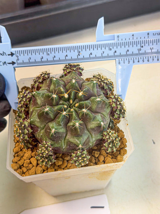 Gymnocalycium Mochi (#1) | Variegated cactus