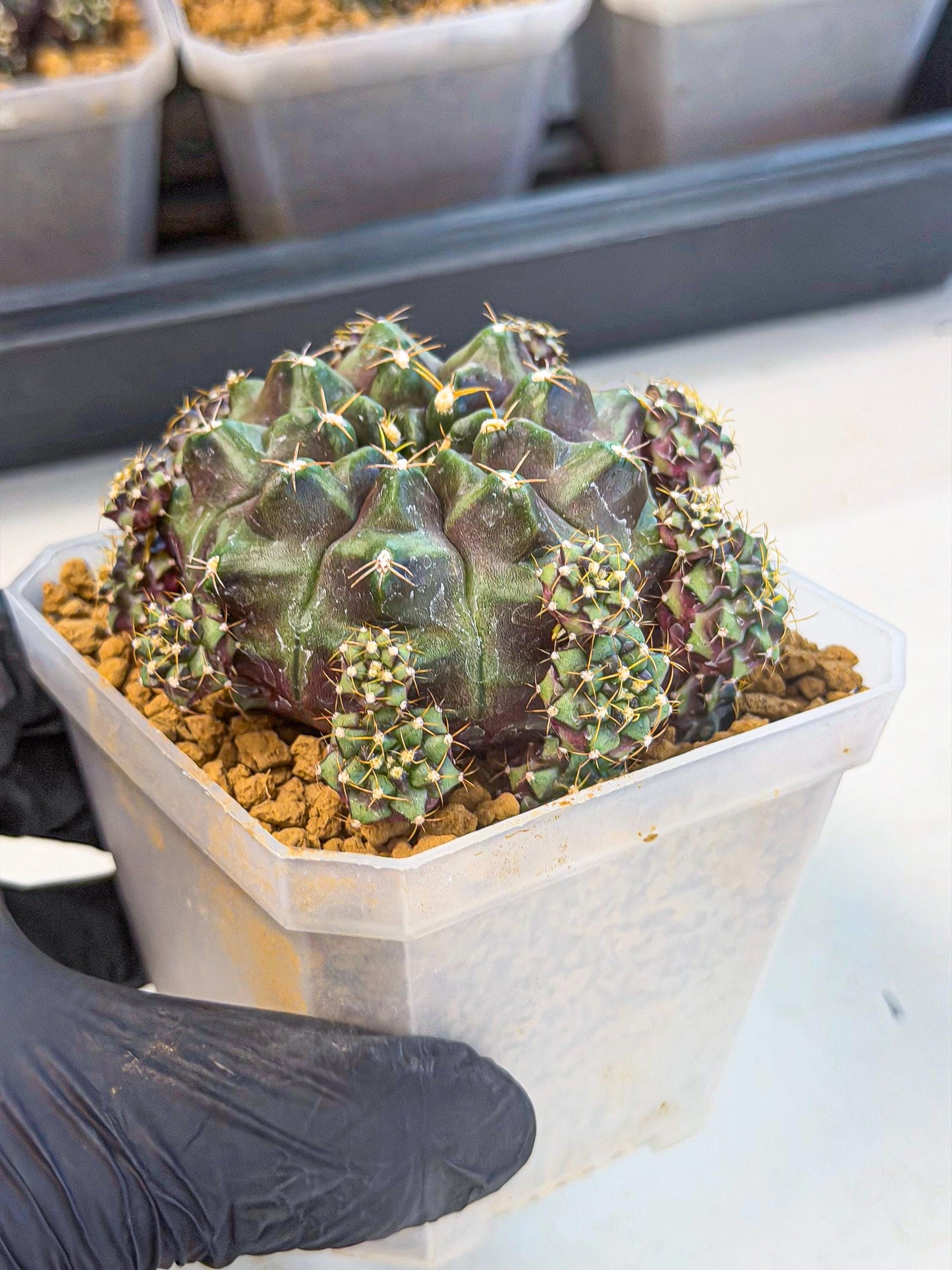 Gymnocalycium Mochi (#1) | Variegated cactus