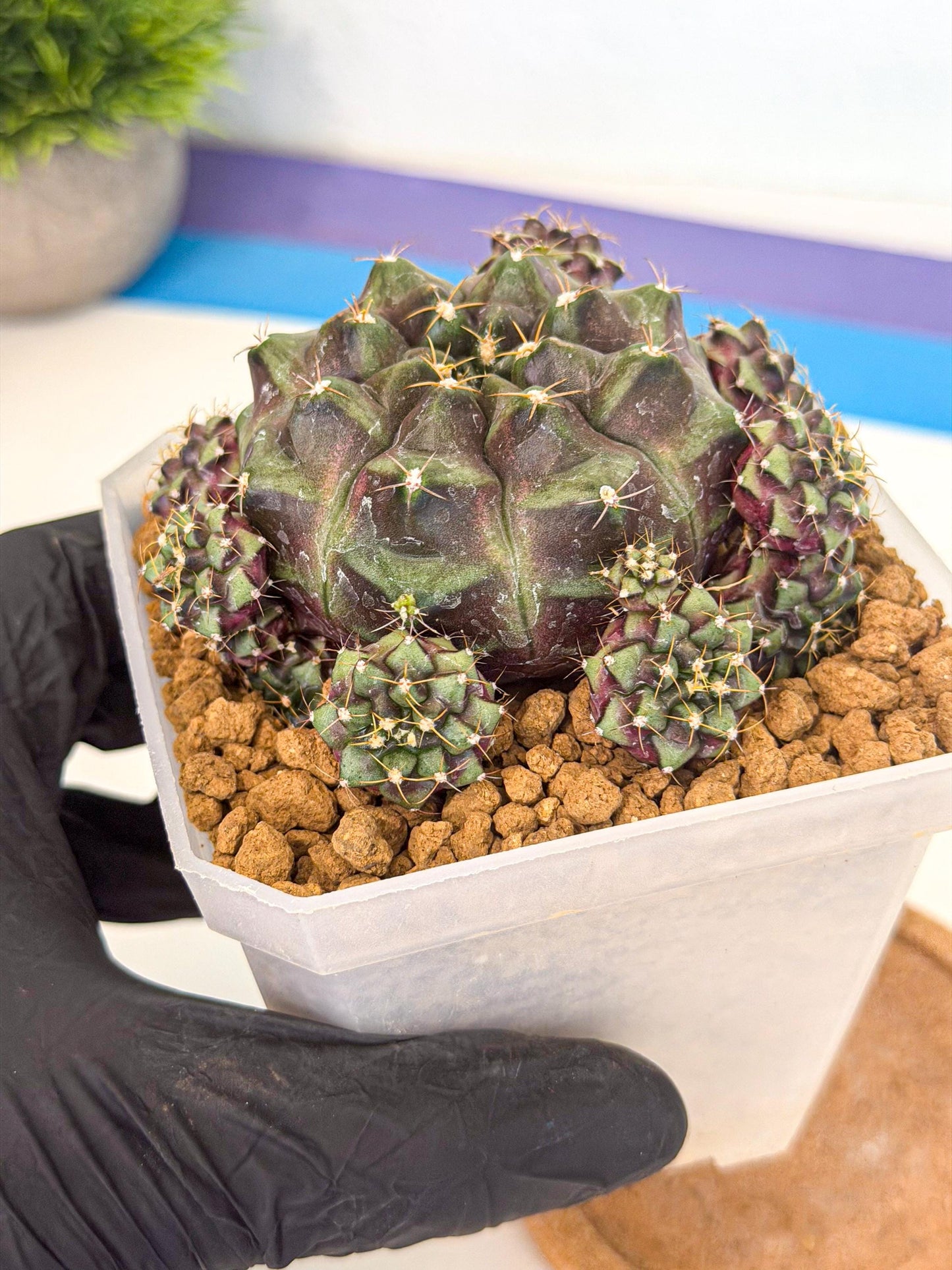 Gymnocalycium Mochi (#3) | Variegated cactus