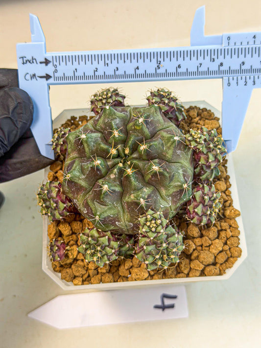 Gymnocalycium Mochi (#4) | Variegated cactus