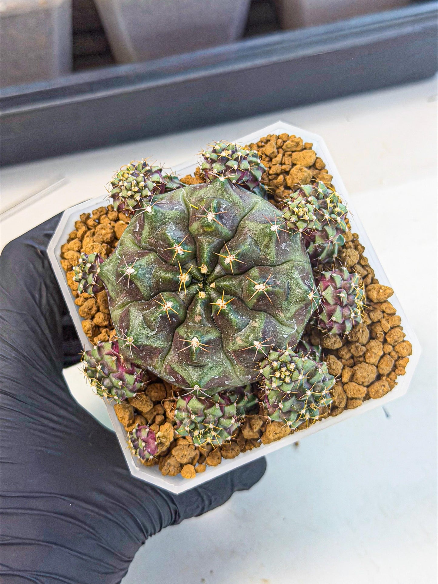 Gymnocalycium Mochi (#4) | Variegated cactus