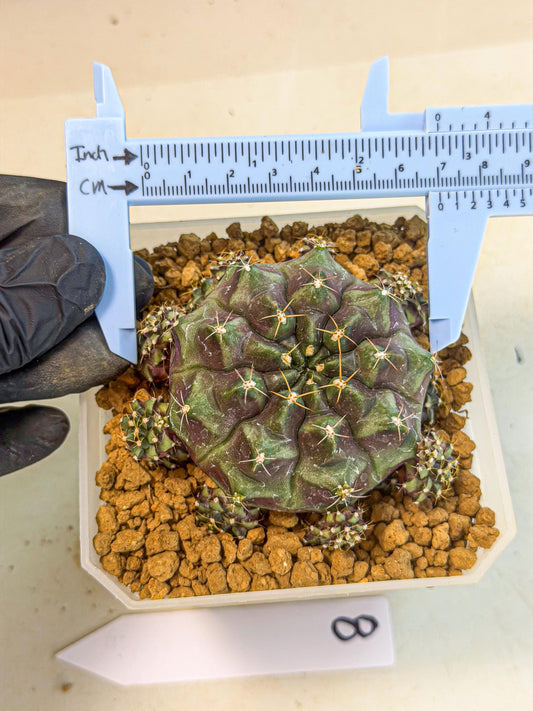 Gymnocalycium Mochi (#8) | Variegated cactus