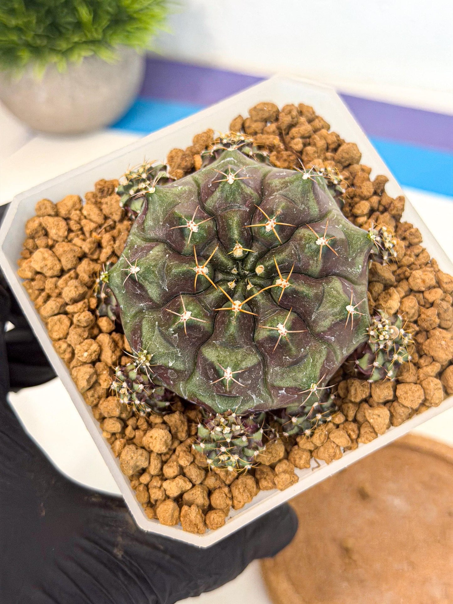 Gymnocalycium Mochi (#8) | Variegated cactus