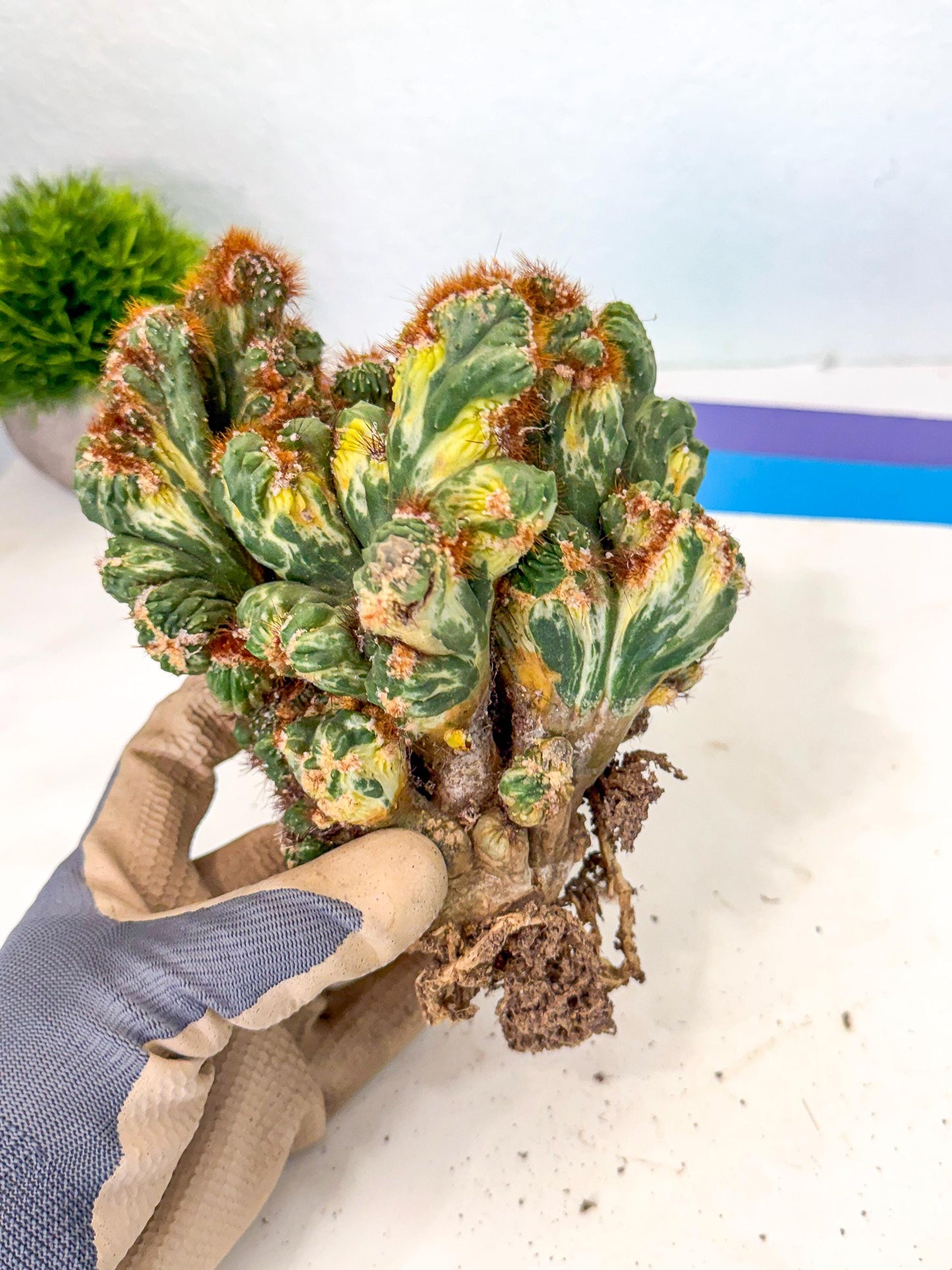 Cereus monstruosus Variegatus Hort (17) | Imported