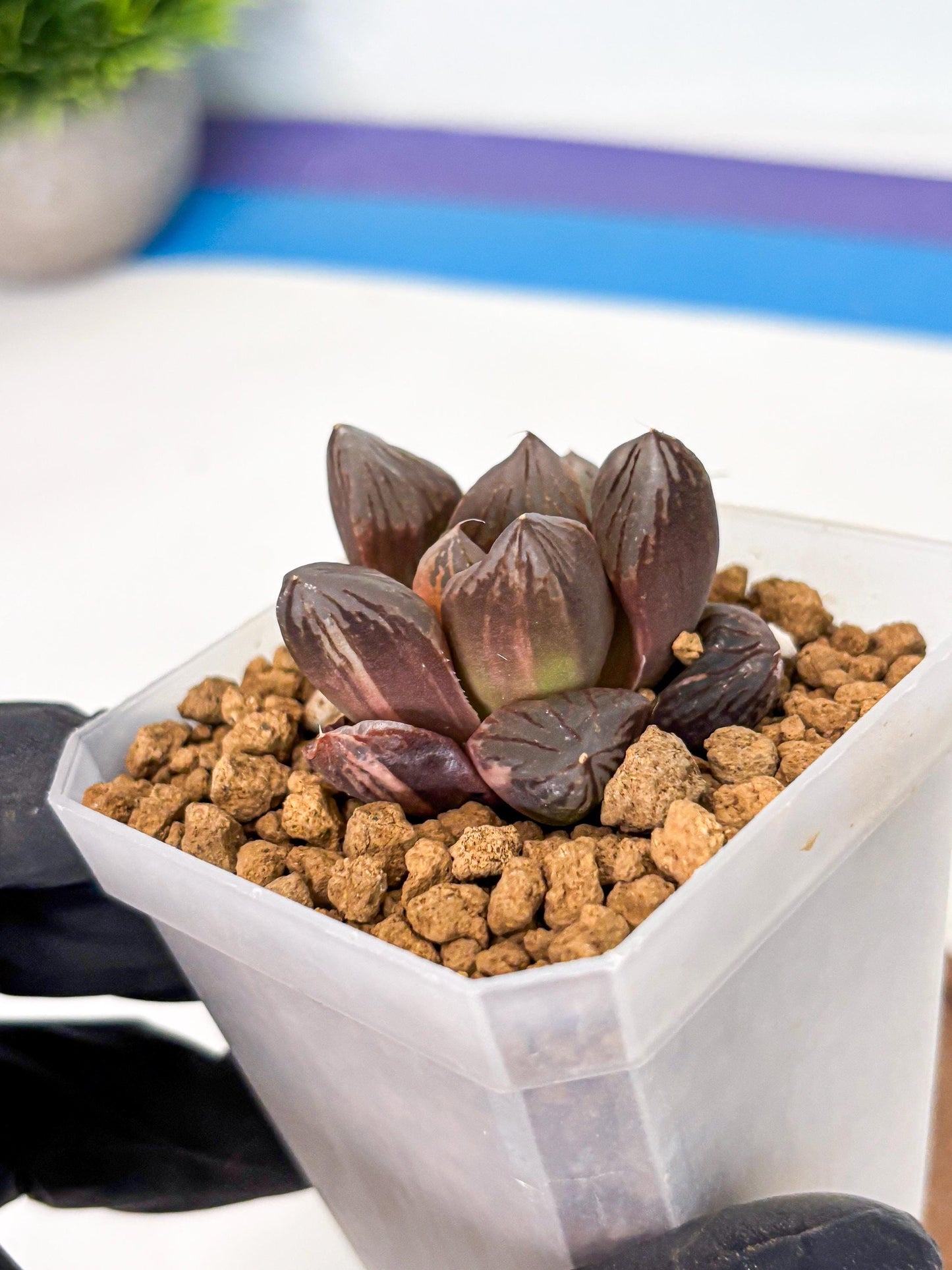 Haworthia Red Flame Var (wa1) (p5) | Japan Succulent