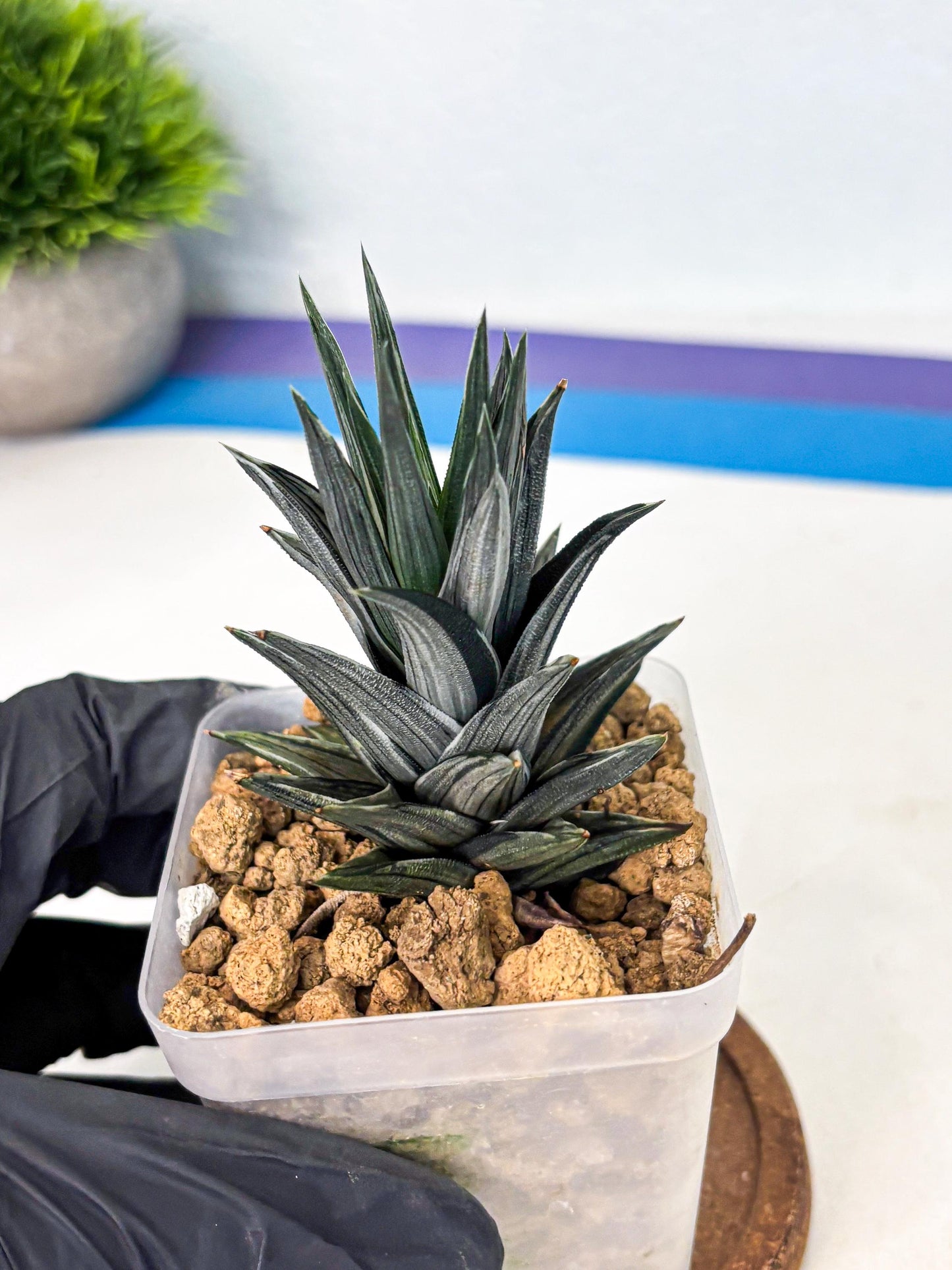 Haworthia Ivory Tower White Var (wa4) (p1) | Rare Succulent