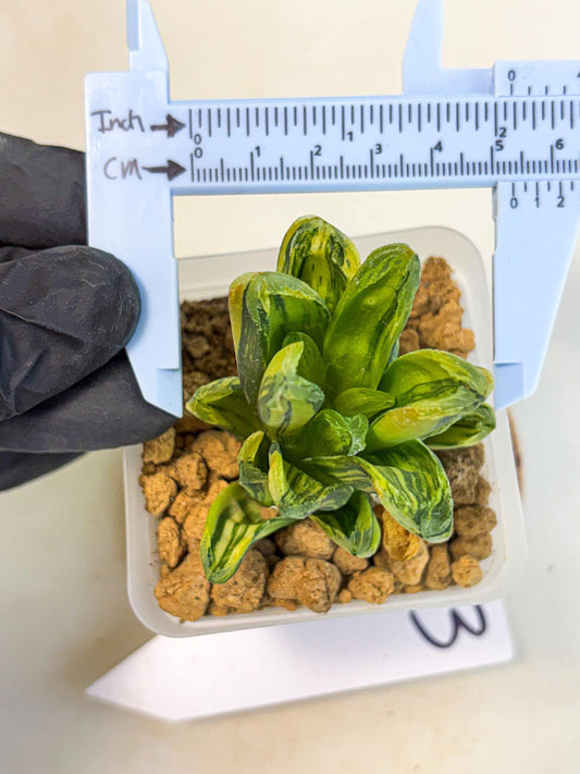 Haworthia Miho Var (wa4) (r3) | Rare Succulent